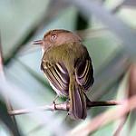 Yungas Tody-Tyrant / Hemitriccus spodiops