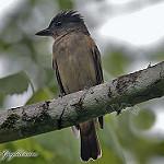 Хохлатый бекард / Pachyramphus validus
