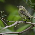 Restinga Tyrannulet / Phylloscartes kronei