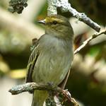 Златолицый москитолов / Zimmerius chrysops