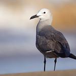 Grey Gull / Leucophaeus modestus