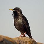 Одноцветный скворец / Sturnus unicolor