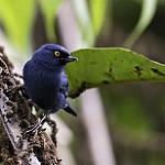 Golden-eyed Flowerpiercer / Diglossa glauca