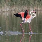 Розовый фламинго / Phoenicopterus roseus