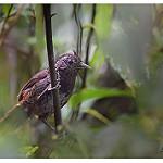 Sikkim Wedge-billed Babbler / Stachyris humei