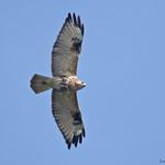 Himalayan Buzzard / Buteo refectus