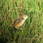 Темноспинная цистикола / Cisticola eximius