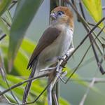 Pale-billed Parrotbill / Suthora atrosuperciliaris