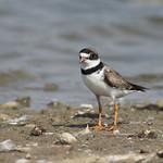 Перепончатопалый галстучник / Charadrius semipalmatus