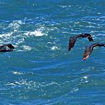 Rock Shag / Leucocarbo magellanicus