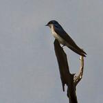 Siberian House Martin / Delichon lagopodum