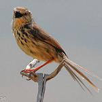 Траурная цистикола / Cisticola lais