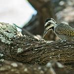 Бородатый дятел / Chloropicus namaquus