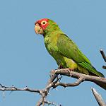 Красноголовая аратинга / Psittacara erythrogenys