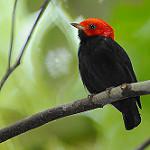 Red-headed Manakin / Ceratopipra rubrocapilla