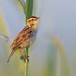 Вертлявая камышовка / Acrocephalus paludicola
