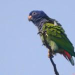 Синеголовый амазонет / Pionus menstruus