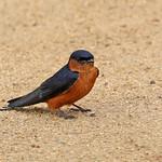 Sri Lanka Swallow / Cecropis hyperythra