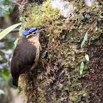 Ifritidae фото