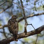 Мадагаскарский канюк / Buteo brachypterus