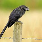 Гладкоклювая ани / Crotophaga ani