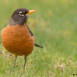 Странствующий дрозд / Turdus migratorius