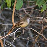 Large Elaenia / Elaenia spectabilis