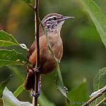Fawn-breasted Wren / Cantorchilus guarayanus