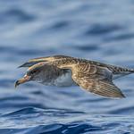 Атлантический буревестник / Calonectris borealis