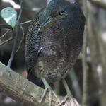 Зебровая выпь / Zebrilus undulatus