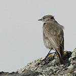 Cinereous Ground Tyrant / Muscisaxicola cinereus