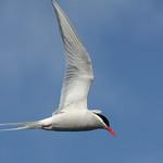 Antarctic Tern / Sterna vittata