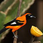 Orange-backed Troupial / Icterus croconotus