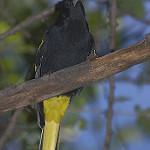 Мексиканский кассик / Cassiculus melanicterus