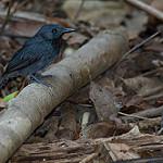 Saturnine Antshrike / Thamnomanes saturninus