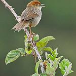 Крикливая цистикола / Cisticola njombe