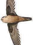 Whitehead's Swiftlet / Aerodramus whiteheadi