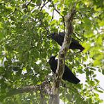 Буроголовая ворона / Corvus fuscicapillus
