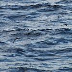 Сокоррский буревестник / Puffinus auricularis