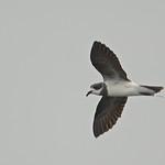 Ringed Storm Petrel / Hydrobates hornbyi