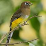 Черногорлый трогон / Trogon rufus