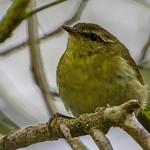 Phylloscopus nesophilus
