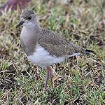 Чернокрылый чибис / Vanellus melanopterus