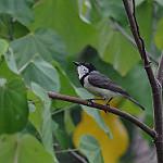 Танимбарский свистун / Pachycephala arctitorquis