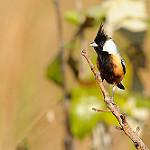 Coal-crested Finch / Charitospiza eucosma