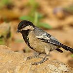 Серобрюхая синица / Melaniparus griseiventris