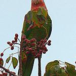 Cuban Amazon / Amazona leucocephala