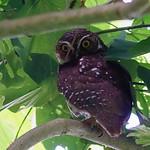 Новобританская иглоногая сова / Ninox odiosa