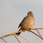 Rufous-tailed Plantcutter / Phytotoma rara