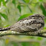 Джунглевый козодой / Caprimulgus indicus